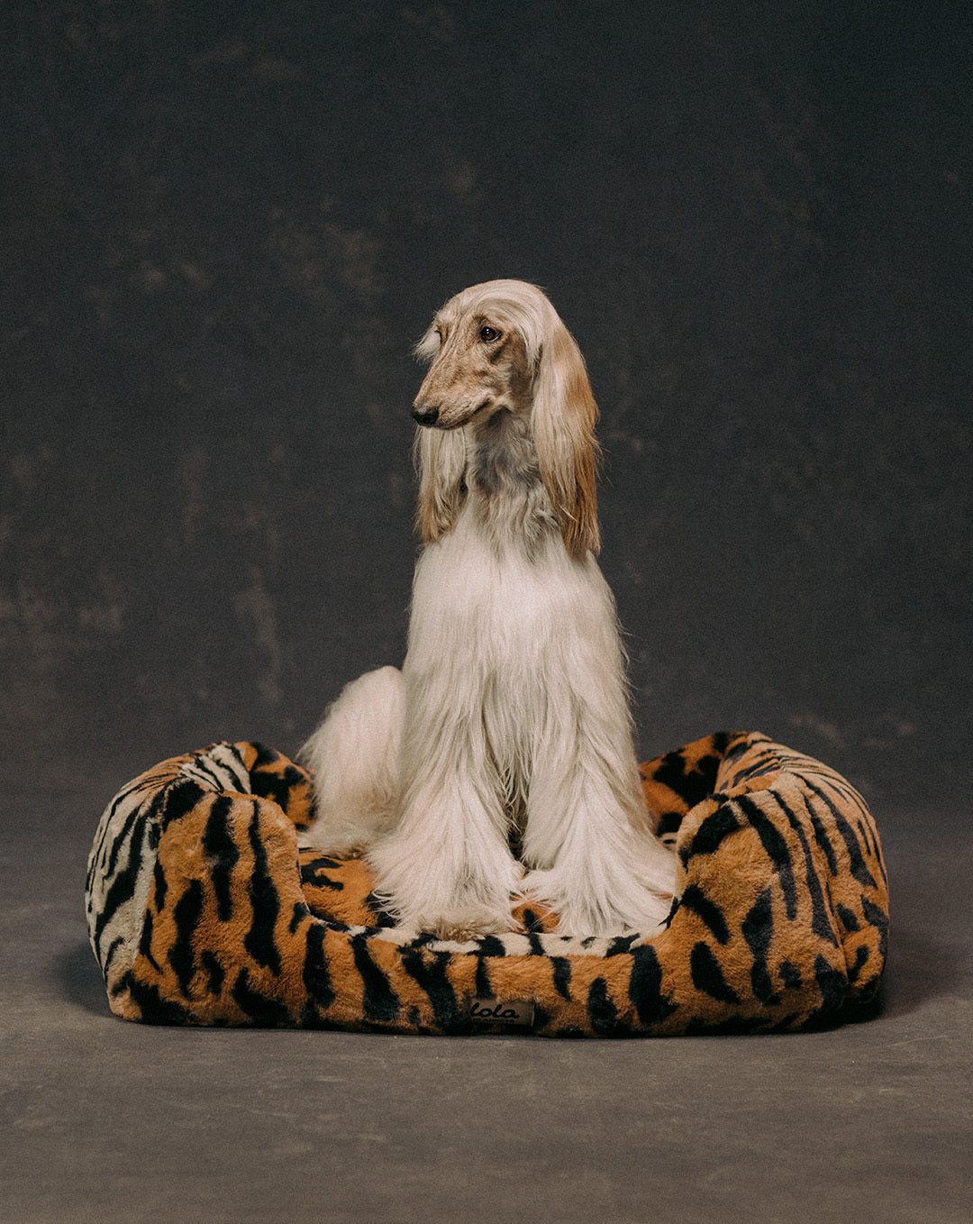 lola-tigerpetbed-compressed