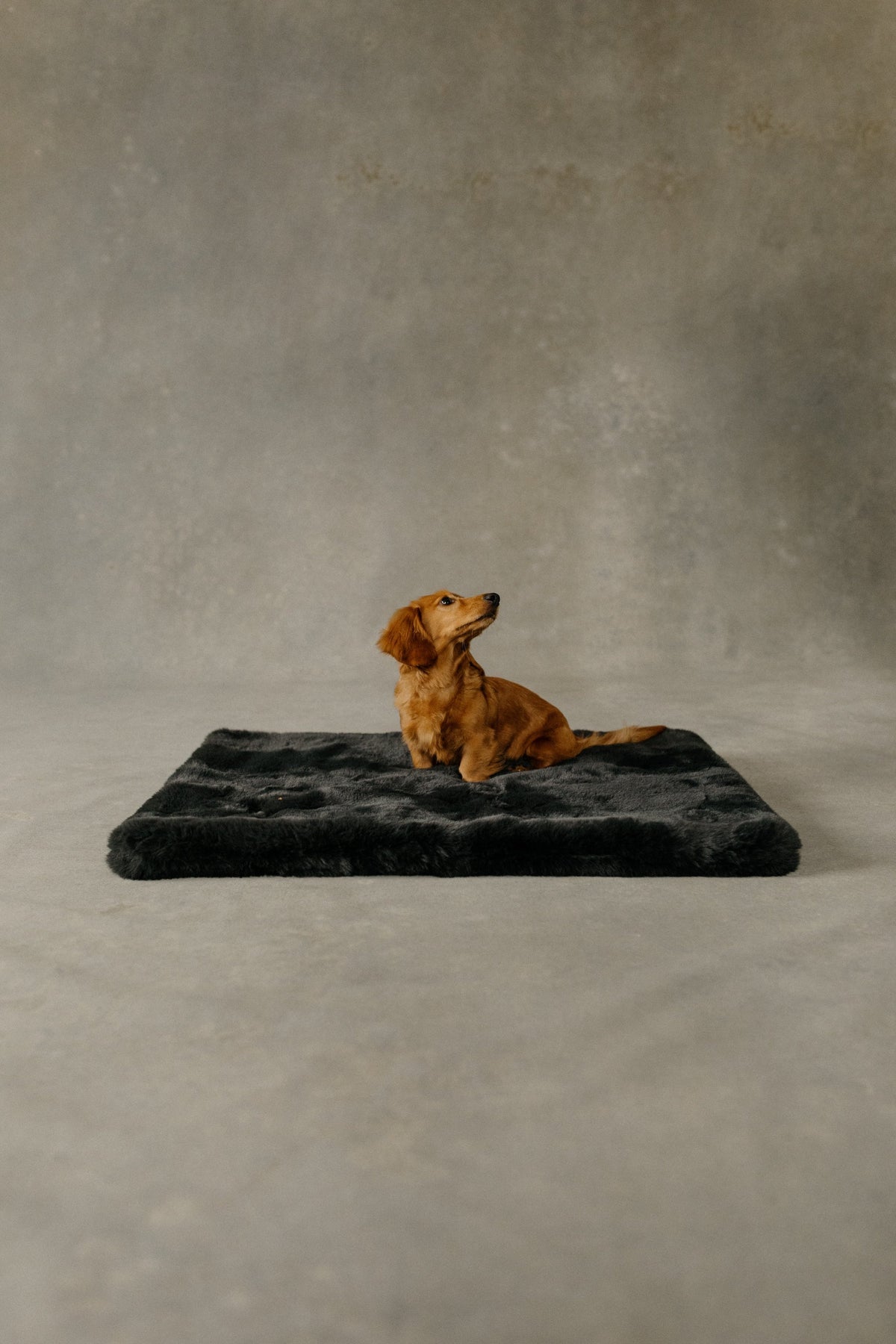 The Lola Pet Pad | Charcoal Grey